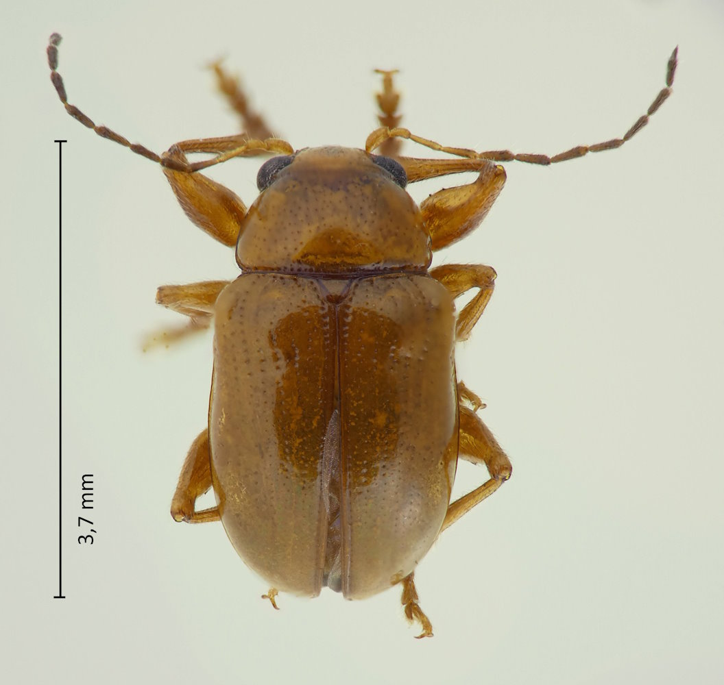 Basilepta pallidula
