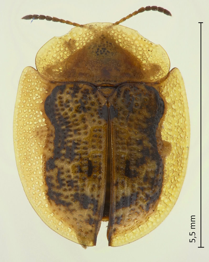 Cassida japana