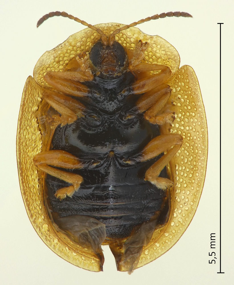 Cassida japana