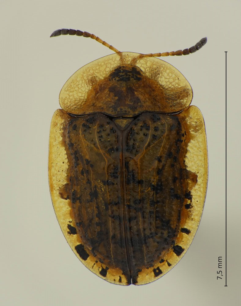 Cassida nebulosa