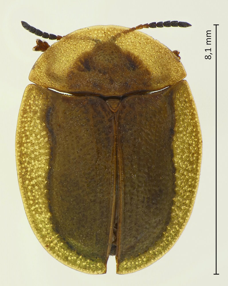 Cassida rubiginosa