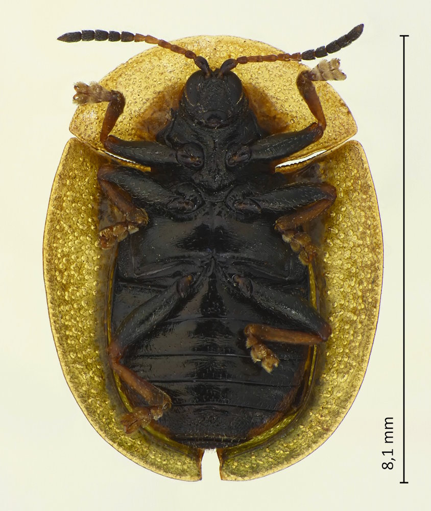 Cassida rubiginosa