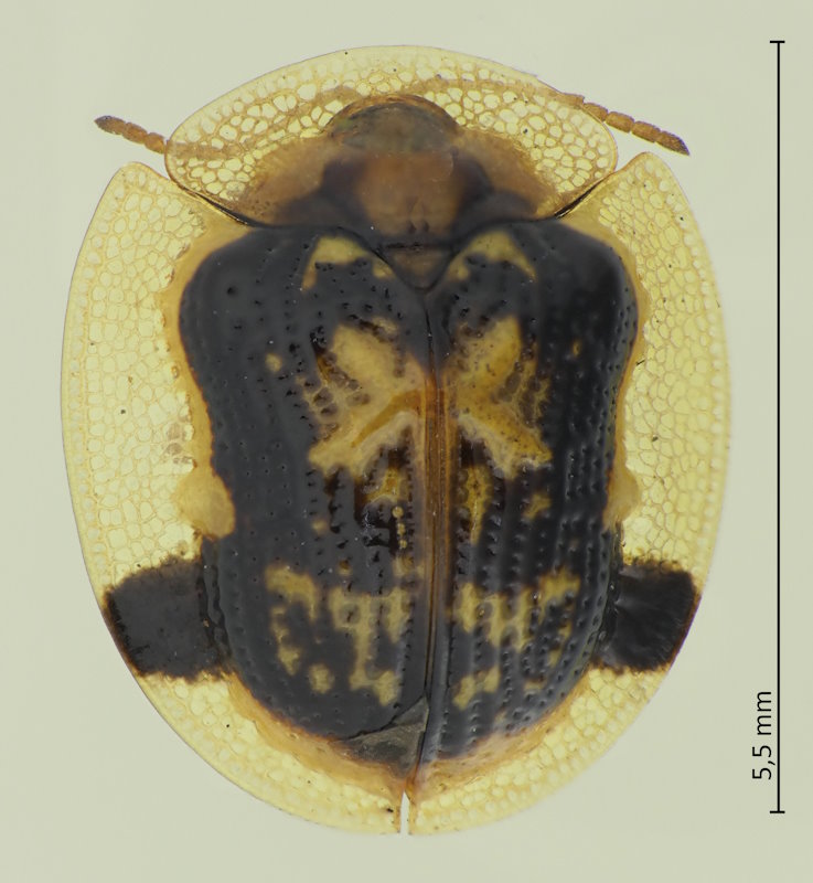 Cassida versicolor