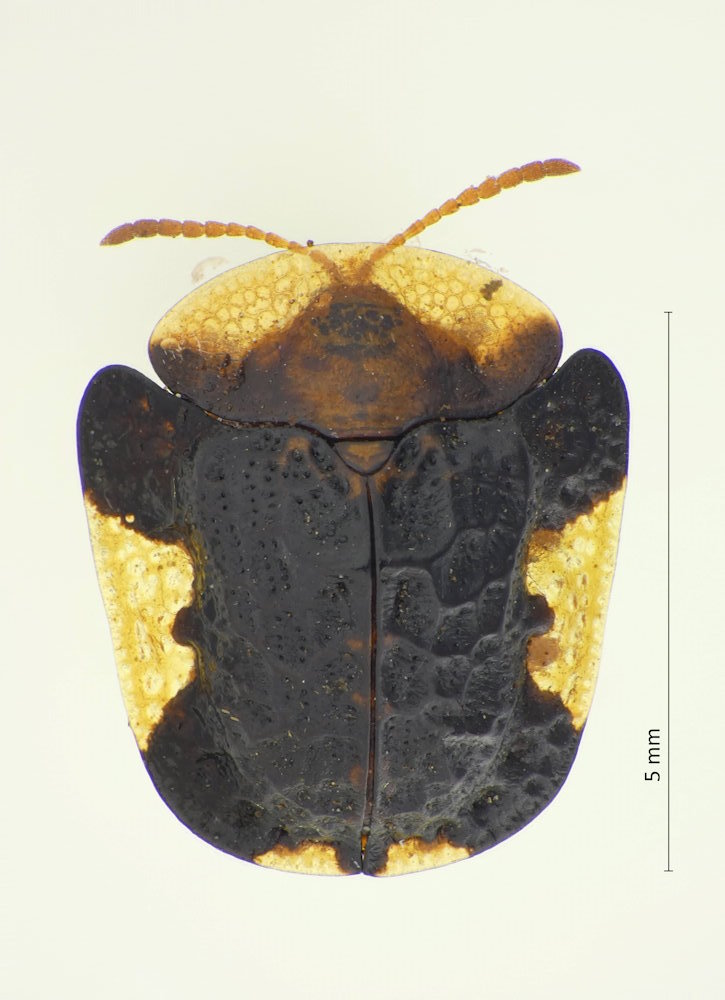 Cassida vespertina