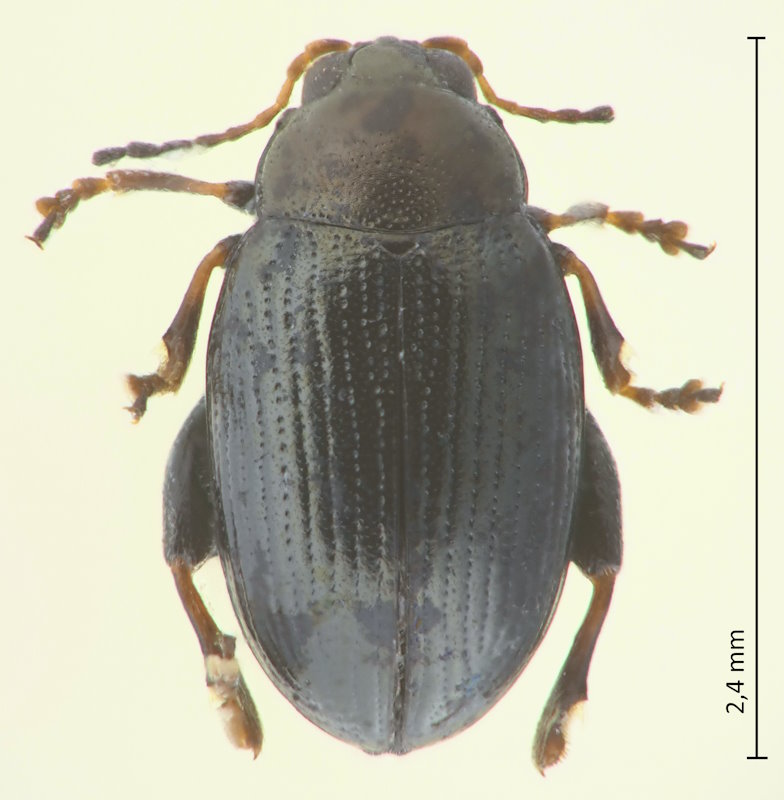 Chaetocnema koreana