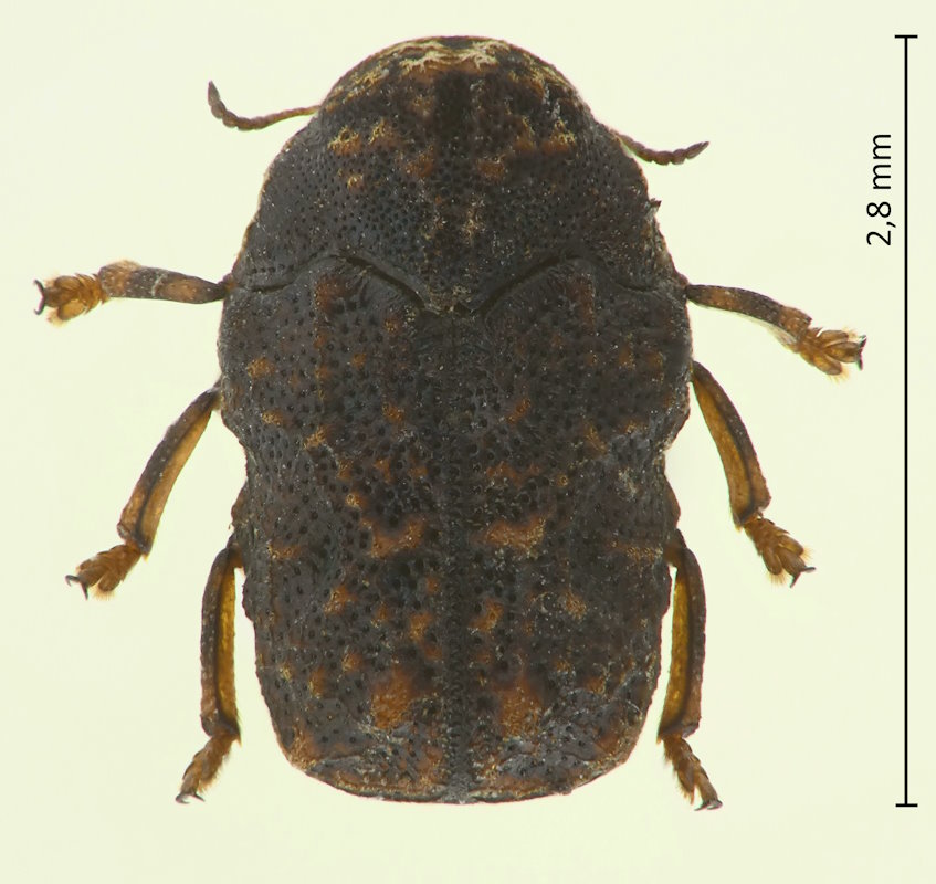 Chlamisus spilotus