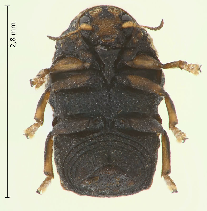 Chlamisus spilotus, Unterseite