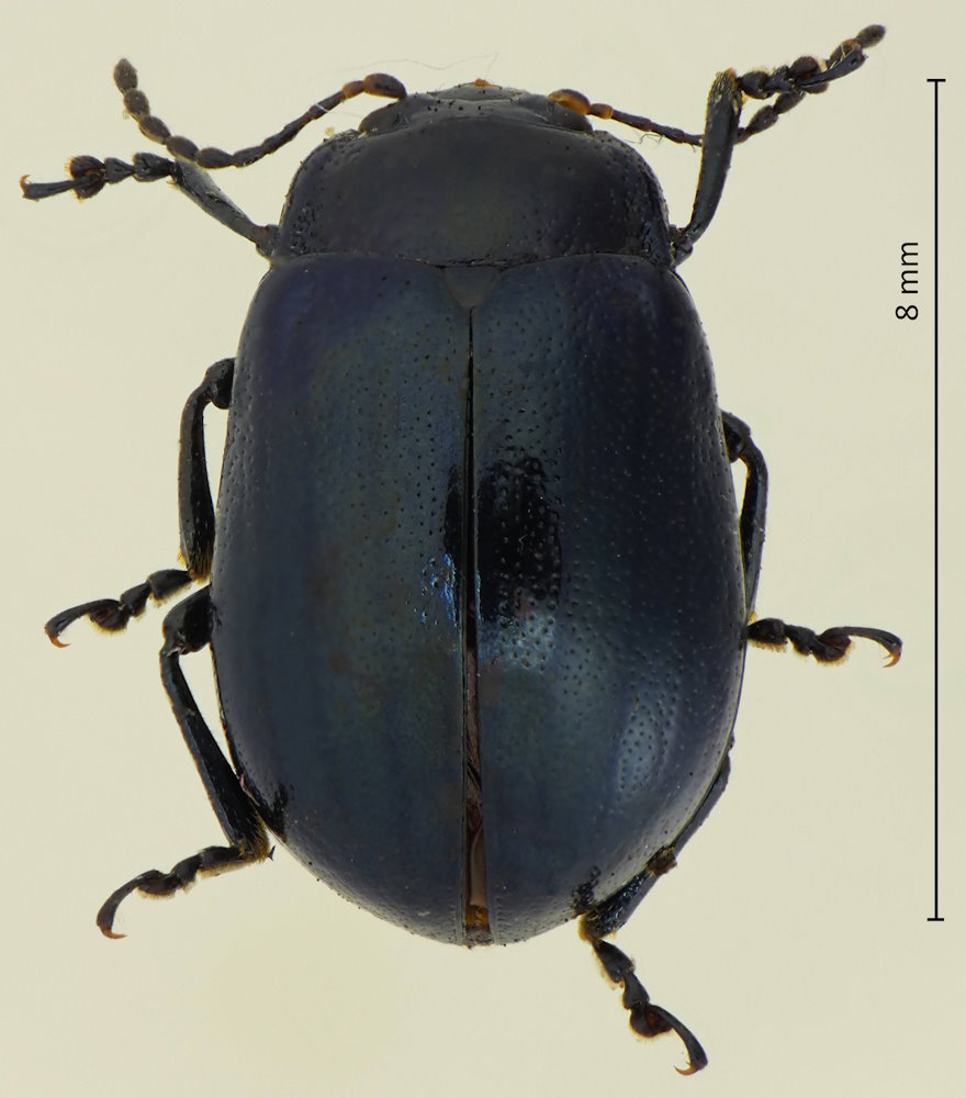 Chrysolina aurichalcea