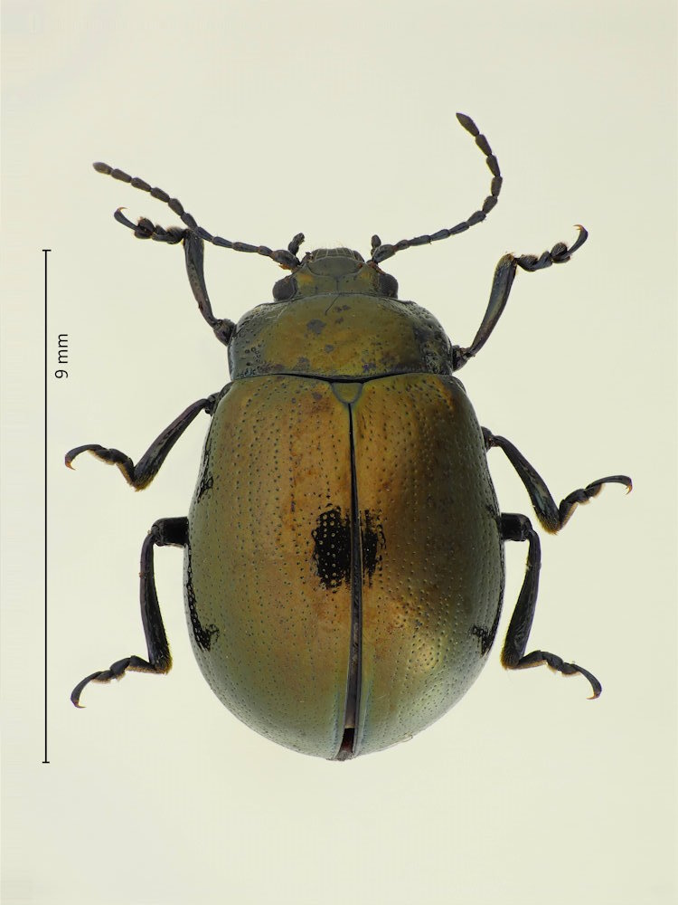 Chrysolina aurichalcea