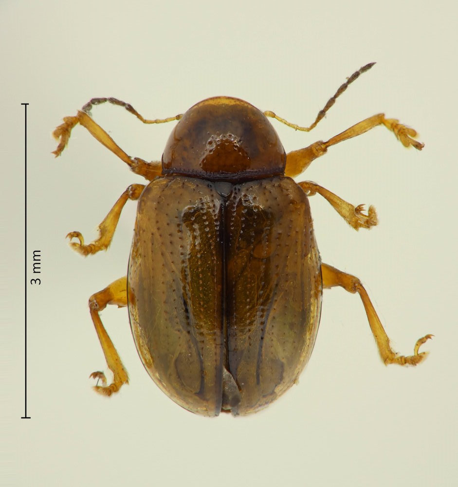 Cleoporus lateralis