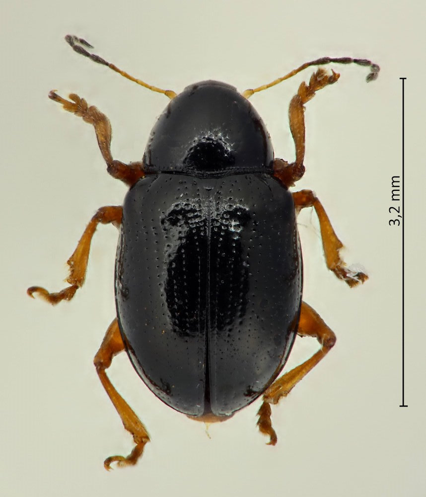 Cleoporus lateralis