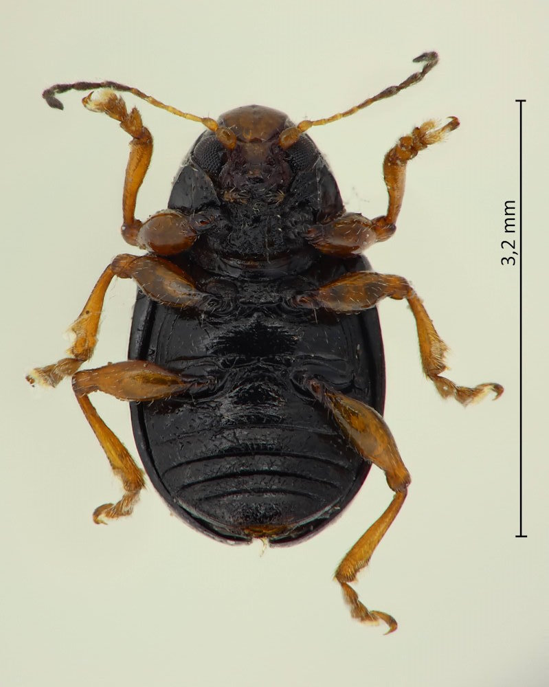 Cleoporus lateralis