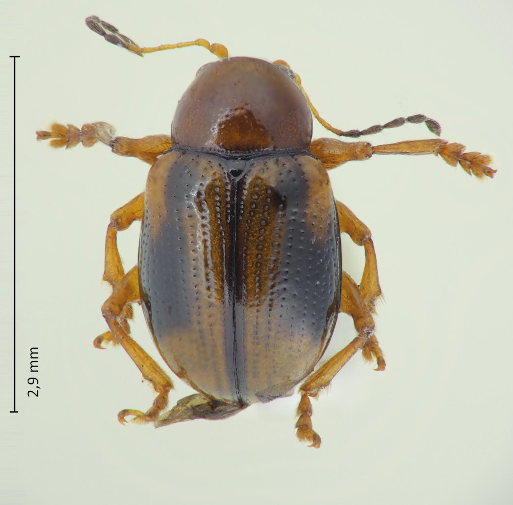 Cleoporus lateralis