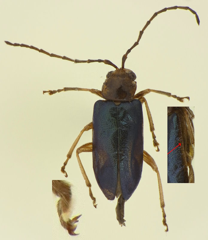 Clerotilia flavomarginata