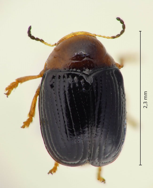 Coenobius sulcicollis