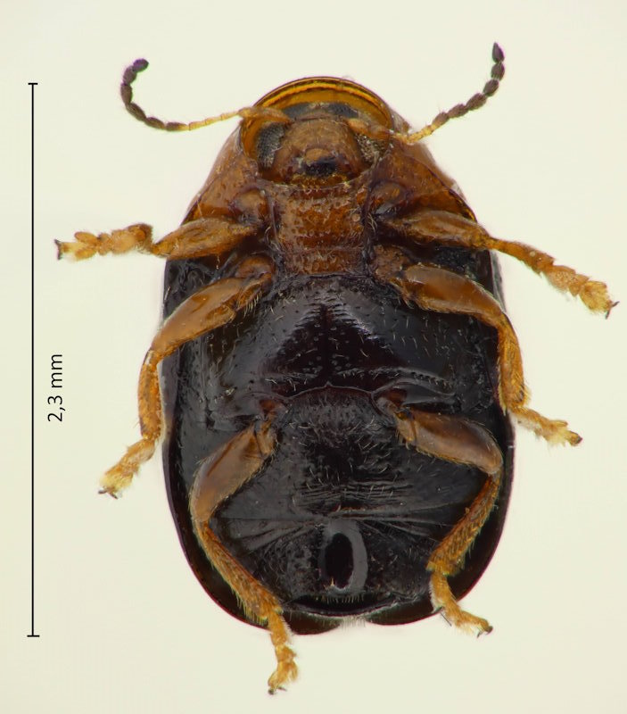 Coenobius sulcicollis