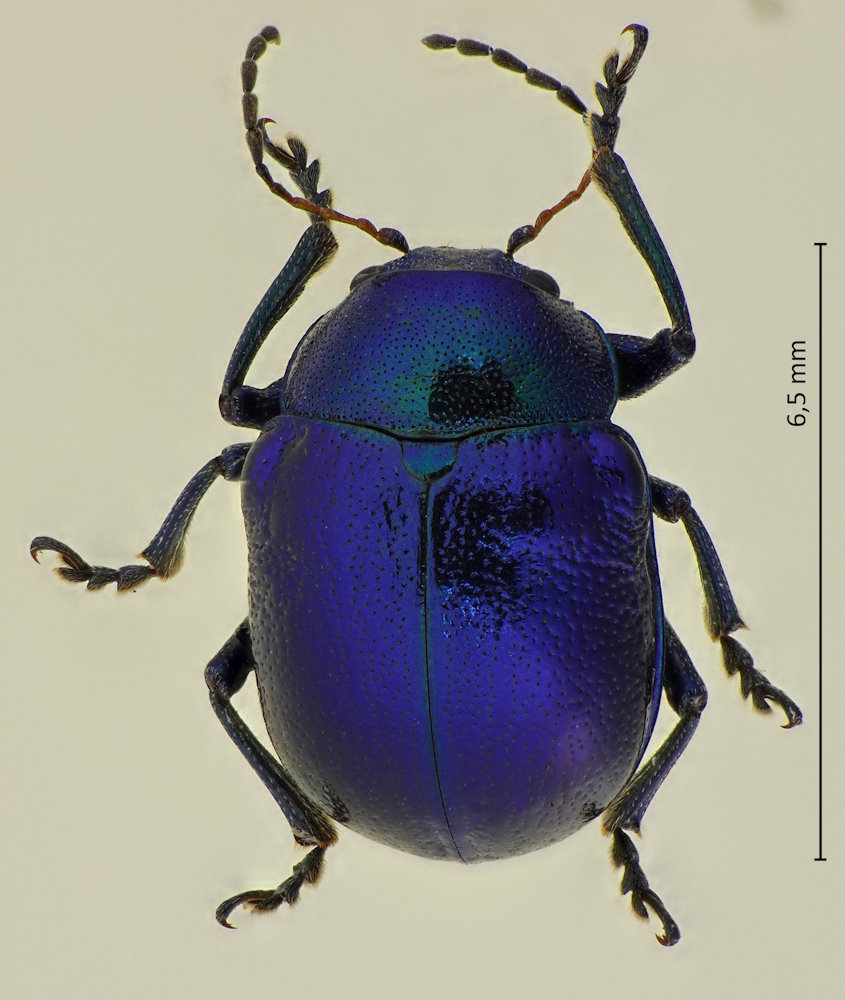 Colasposoma dauricum