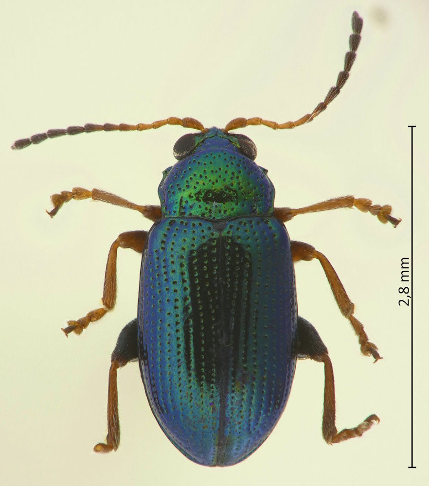 Crepidodera japonica