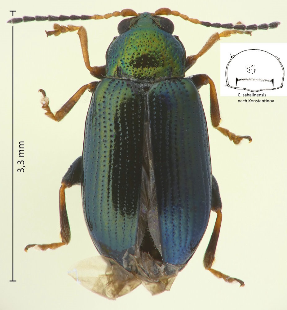 Crepidodera sp.