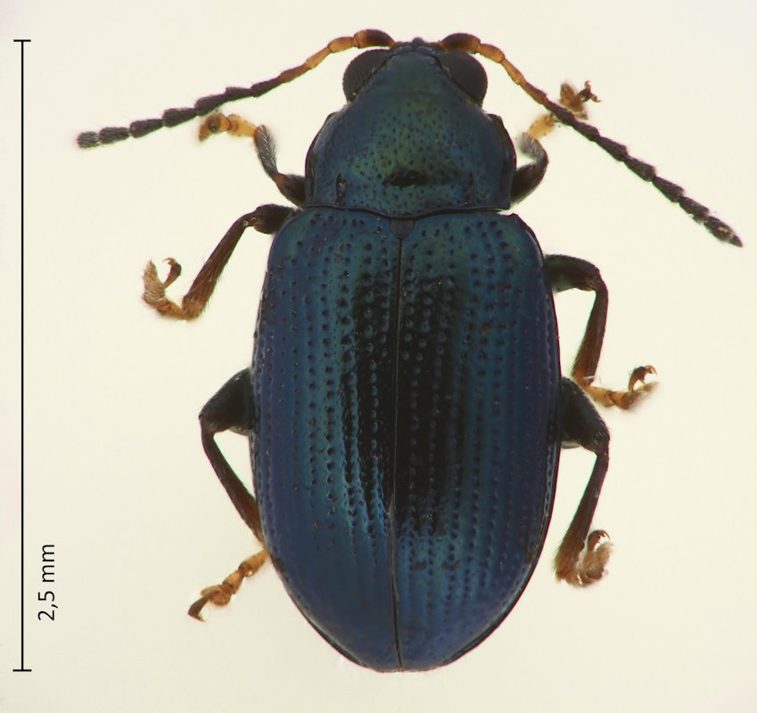 Crepidodera yahiroi