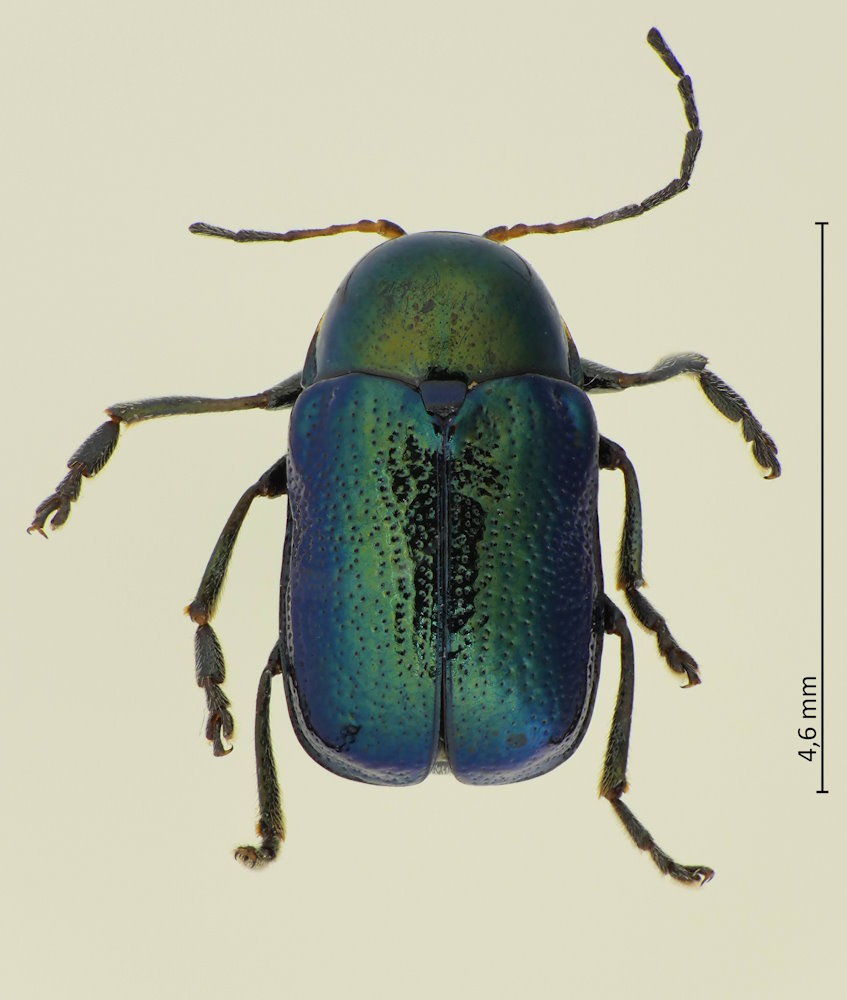 Cryptocephalus hyacinthinus