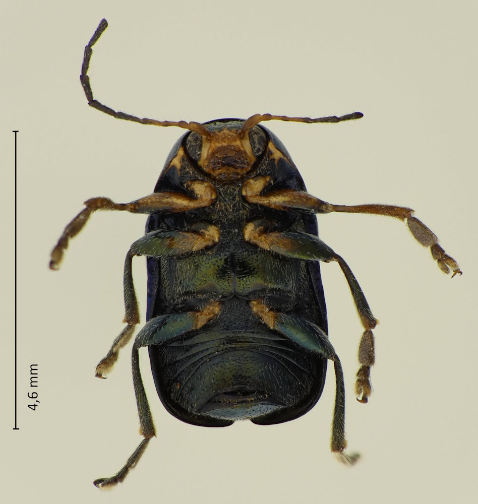 Cryptocephalus hyacinthinus