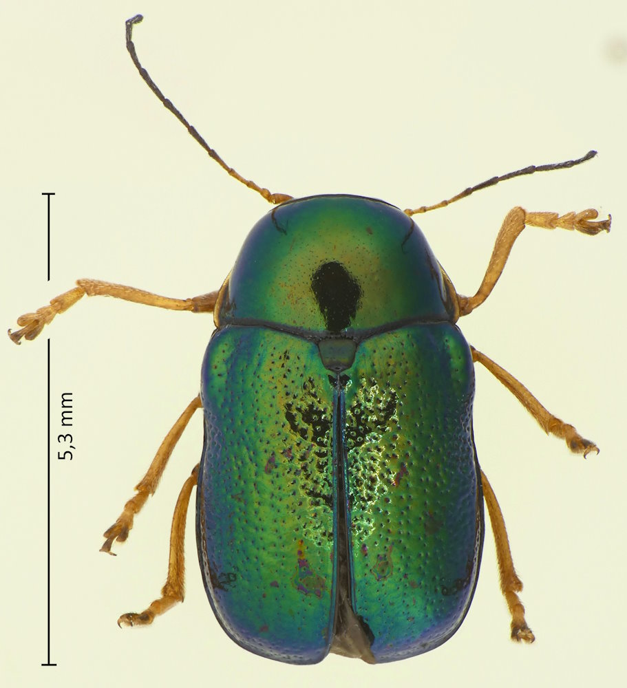 Cryptocephalus hyacinthinus (var fortunatus)