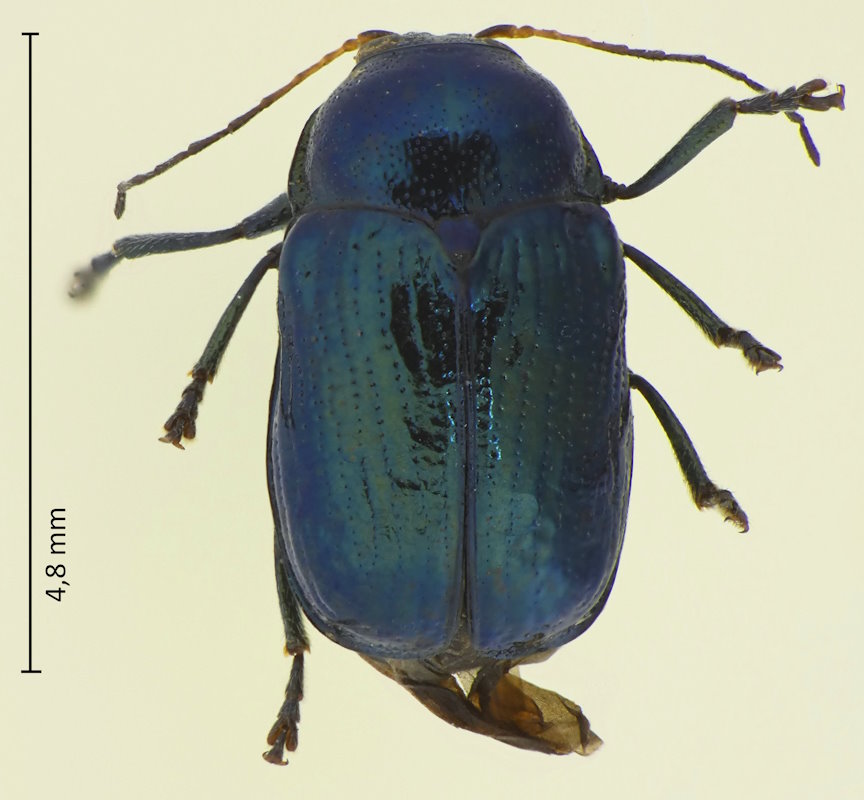 Cryptocephalus janthinus