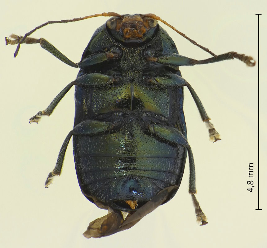 Cryptocephalus janthinus