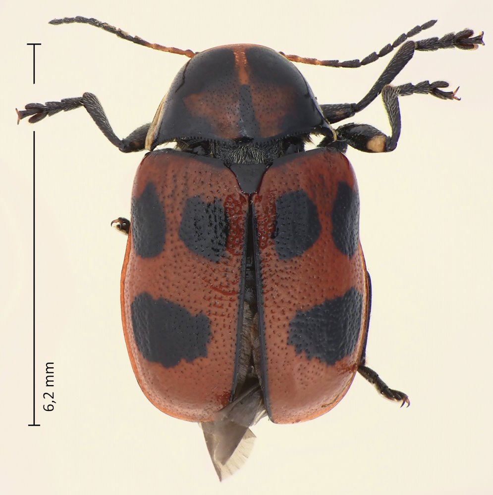 Cryptocephalus luridipennis