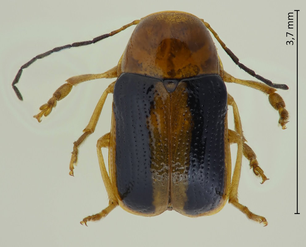 Cryptocephalus nigrofasciatus