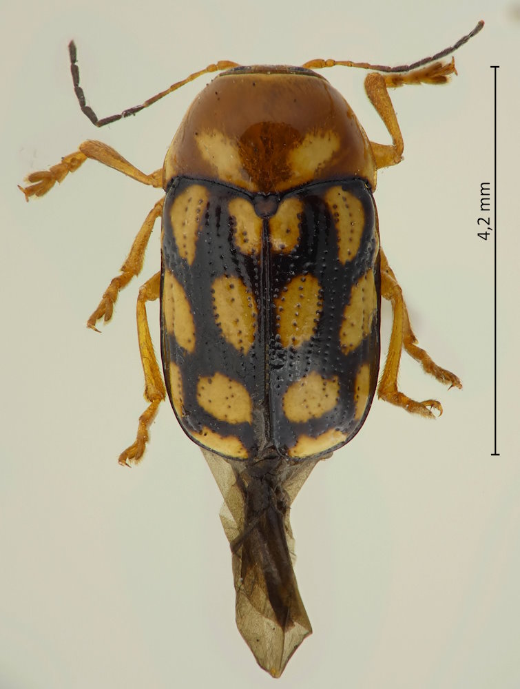 Cryptocephalus perelegans