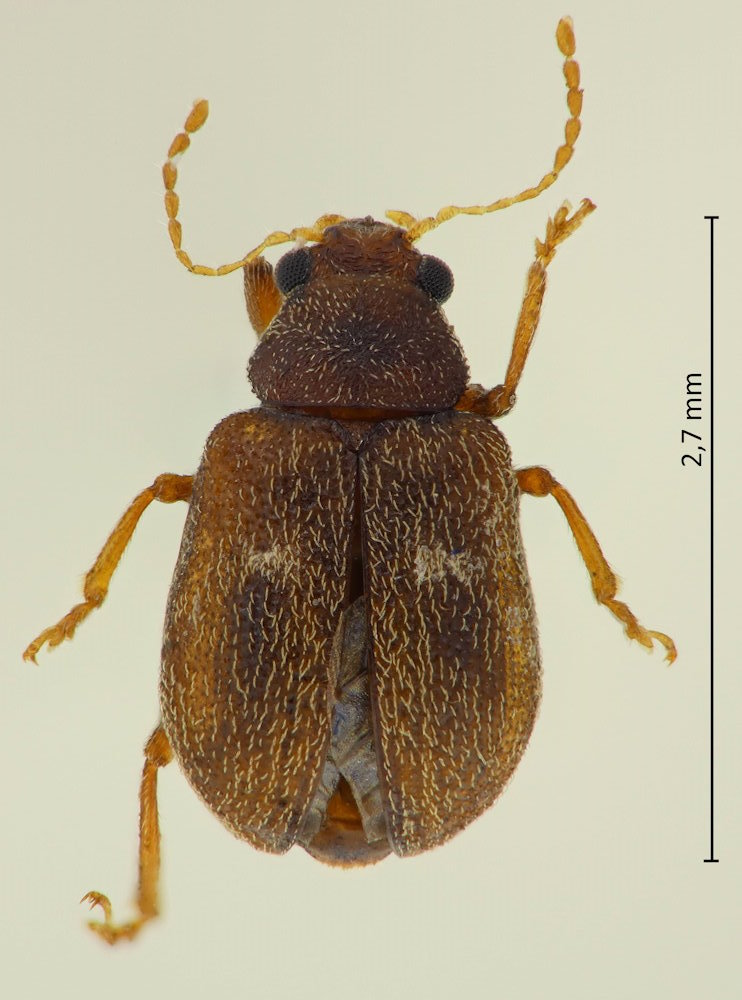 Demotina bipunctata