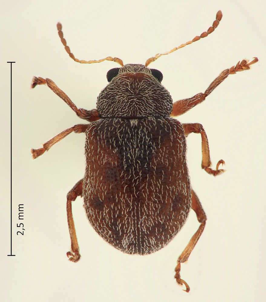 Demotina decorata