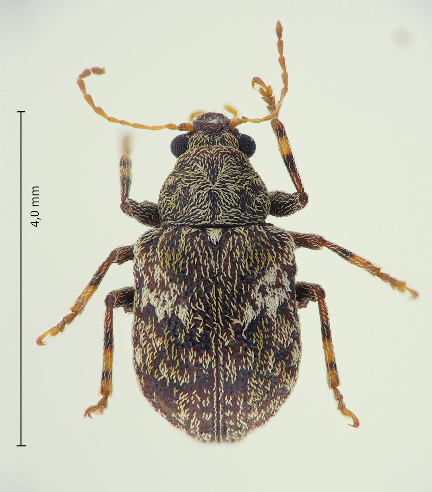 Demotina fasciculata