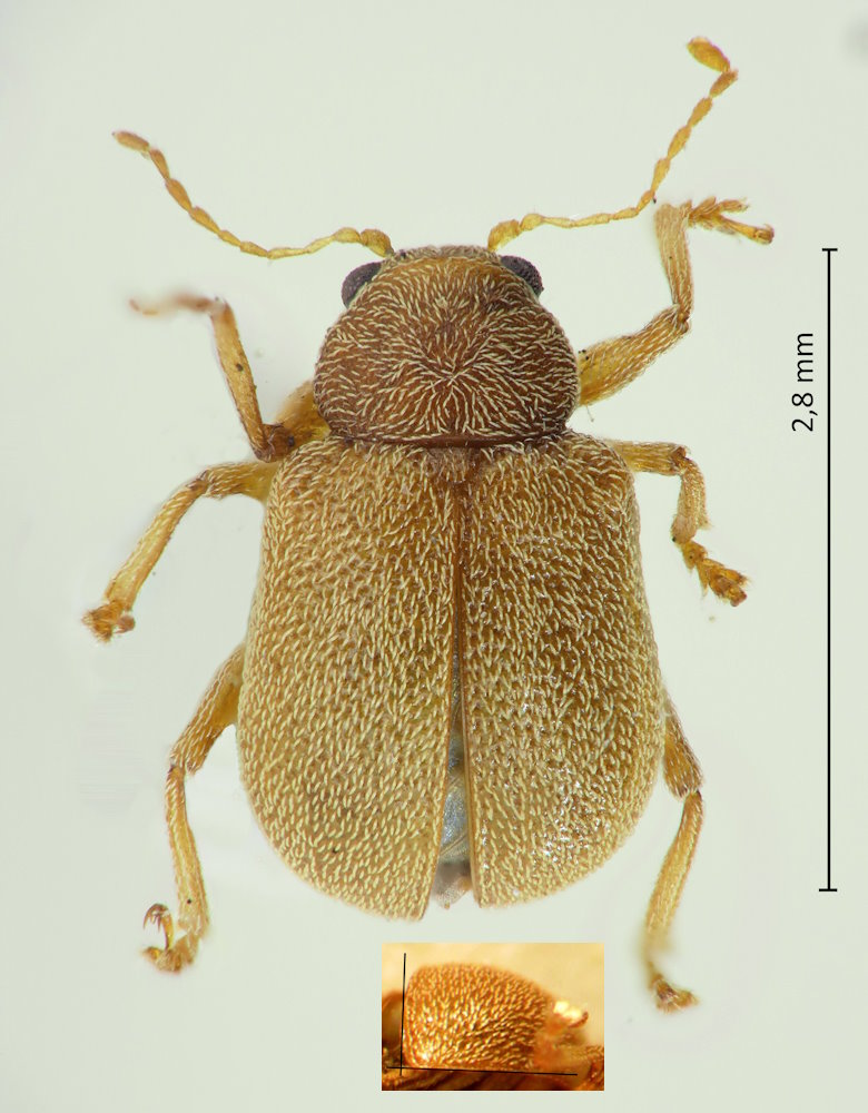Demotina modesta