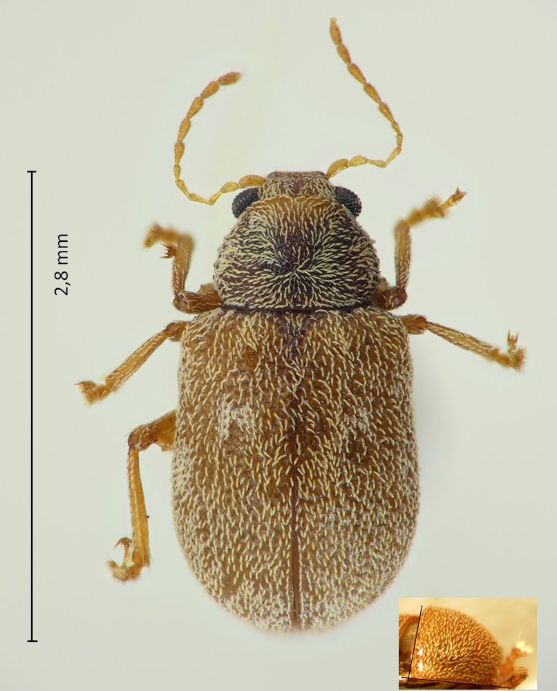 Demotina vernalis
