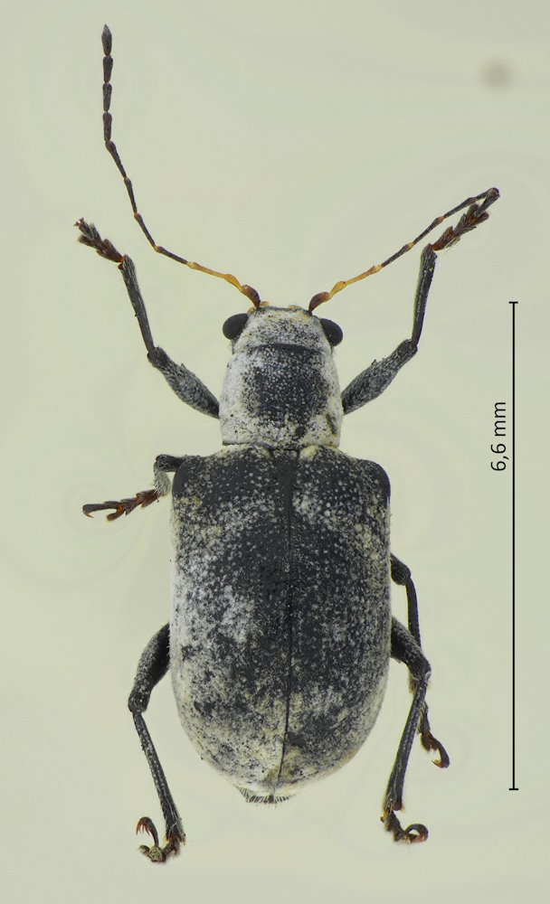 Fidia atra