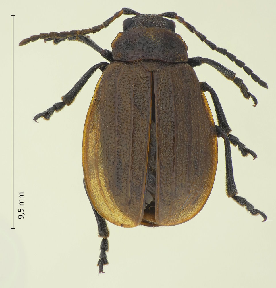 Galeruca dahli vicina