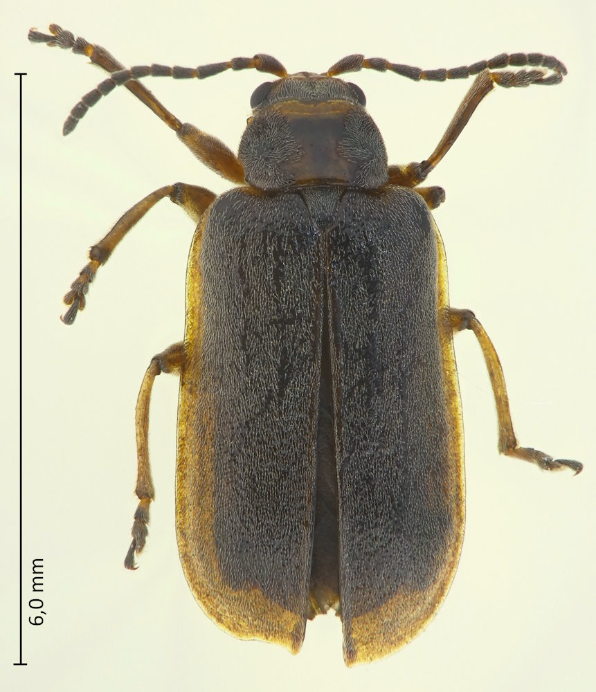 Galerucella nipponensis