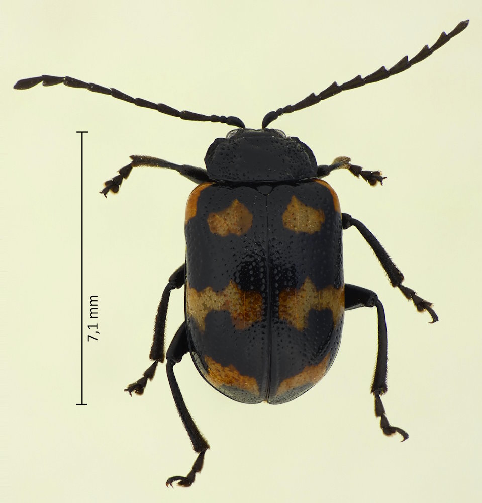 Gallerucida bifasciata