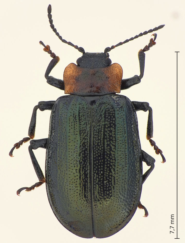 Gastrolina depressa
