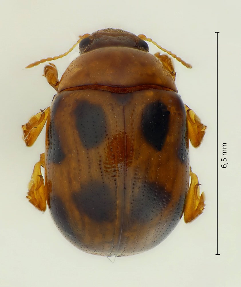 Gonioctena nigroplagiata