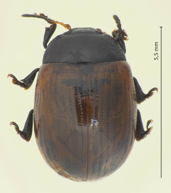 Gonioctena rubripennis