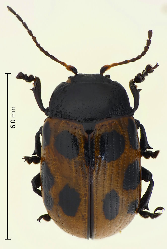 Gonioctena springlovae