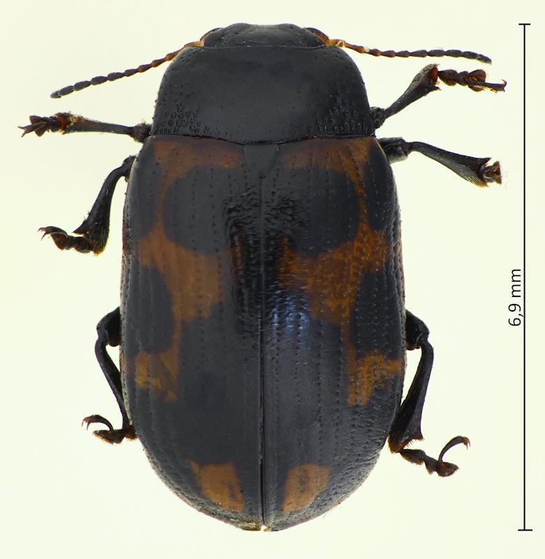 Gonioctena springlovae