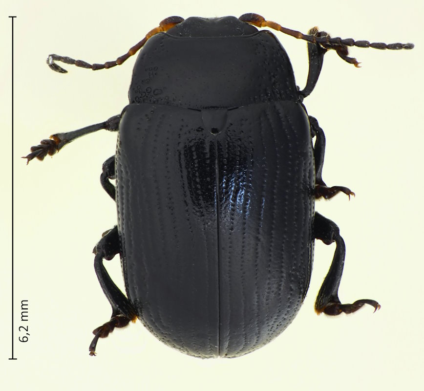 Gonioctena springlovae