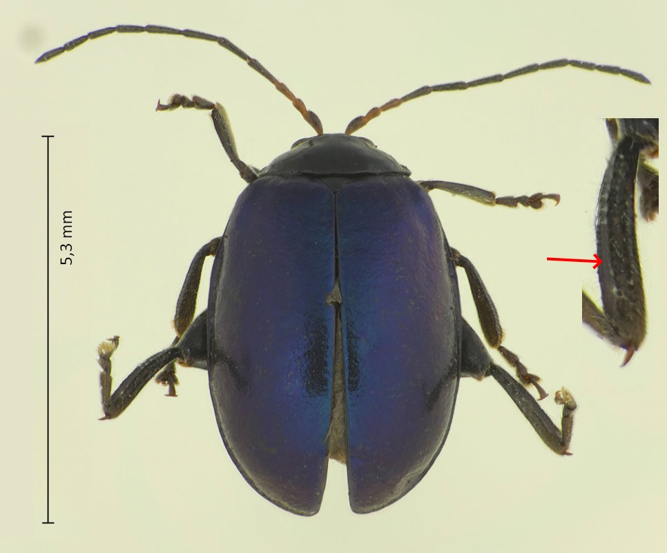 Hemipyxis plagioderoides
