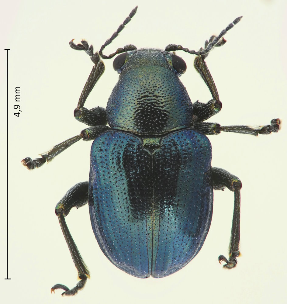 Heteraspis lewisii