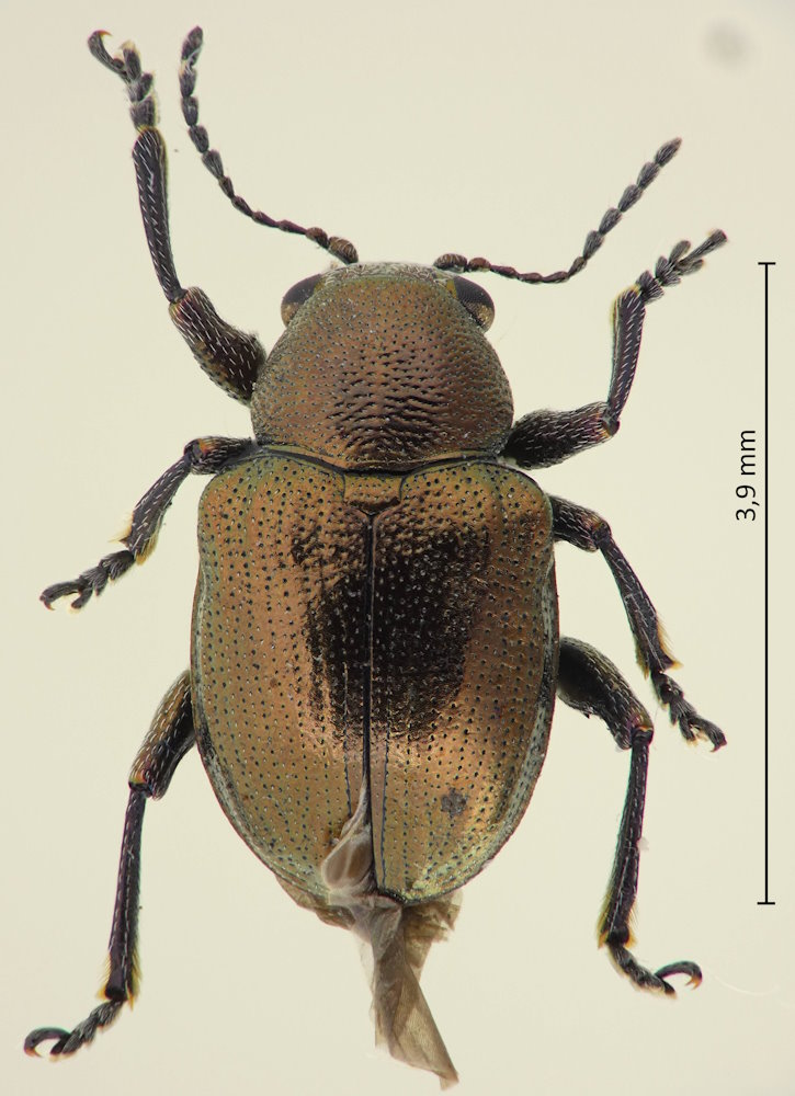 Heteraspis lewisii